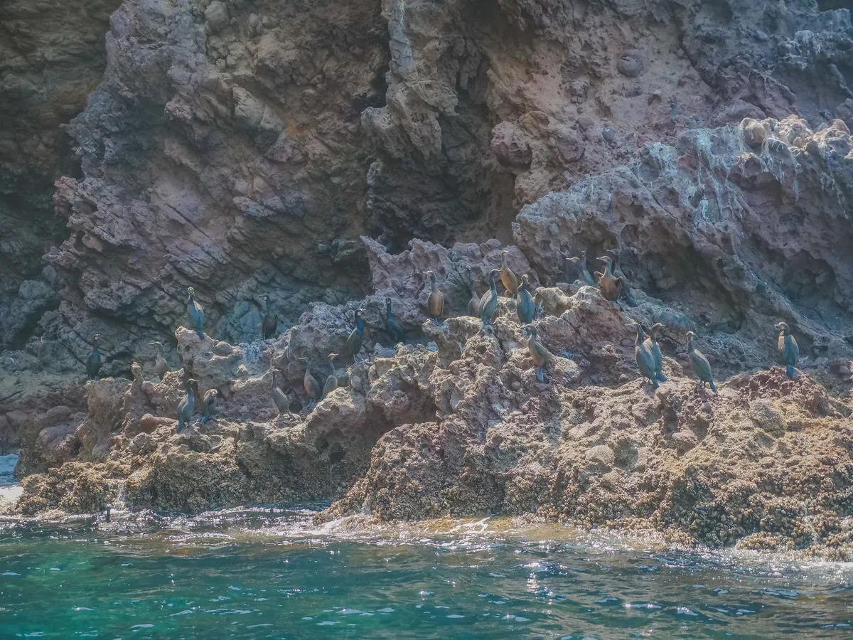 Coastal vs Woodland Birdwatching in the UK: Where to Go and What You'll See