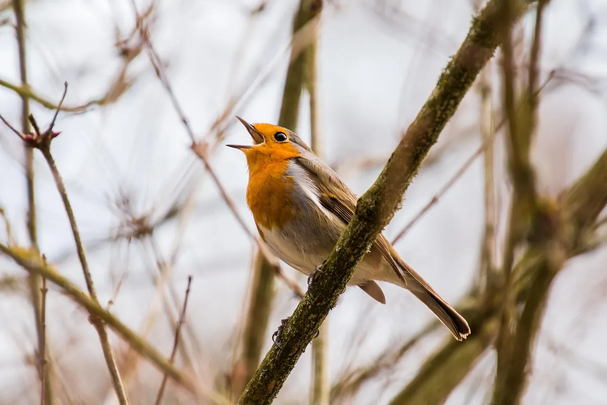 How to Identify British Songbirds by Song: A Beginner's Audio Guide